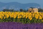 Photo for /images/category-images/france-Provence.jpg